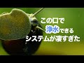 【面白いタニシの生態】タニシはコケを口で食べ水もろ過して食べる構造が凄すぎた