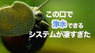 【面白いタニシの生態】タニシはコケを口で食べ水もろ過して食べる構造が凄すぎた