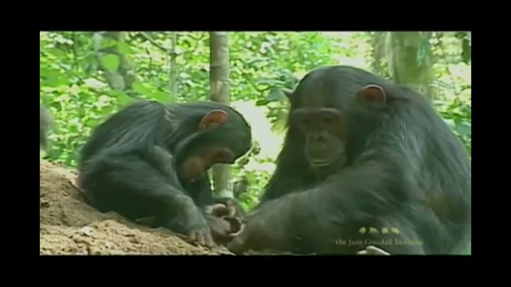 Chimpanzee Tool Use - DayDayNews