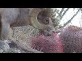 Bighorn Sheep shows how to open up and eat a Barrel Cactus Ferocactus cylindraceus for lunch