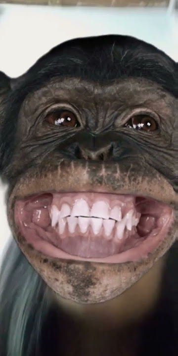 Pov: Wen ein Affe lacht 😂😂