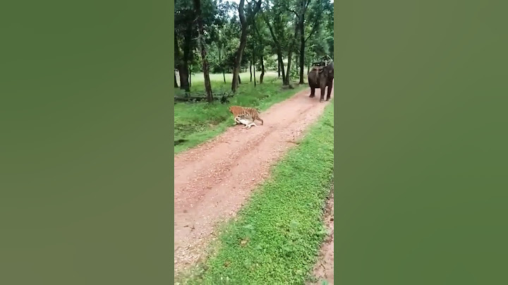 शेर vs हिरण और हाथी बीच में अब क्या हो गा what will happen between lion vs deer and elephant
