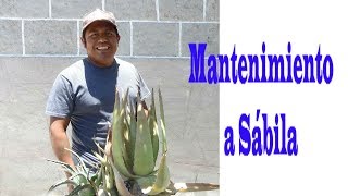 Sábila-Mantenimiento