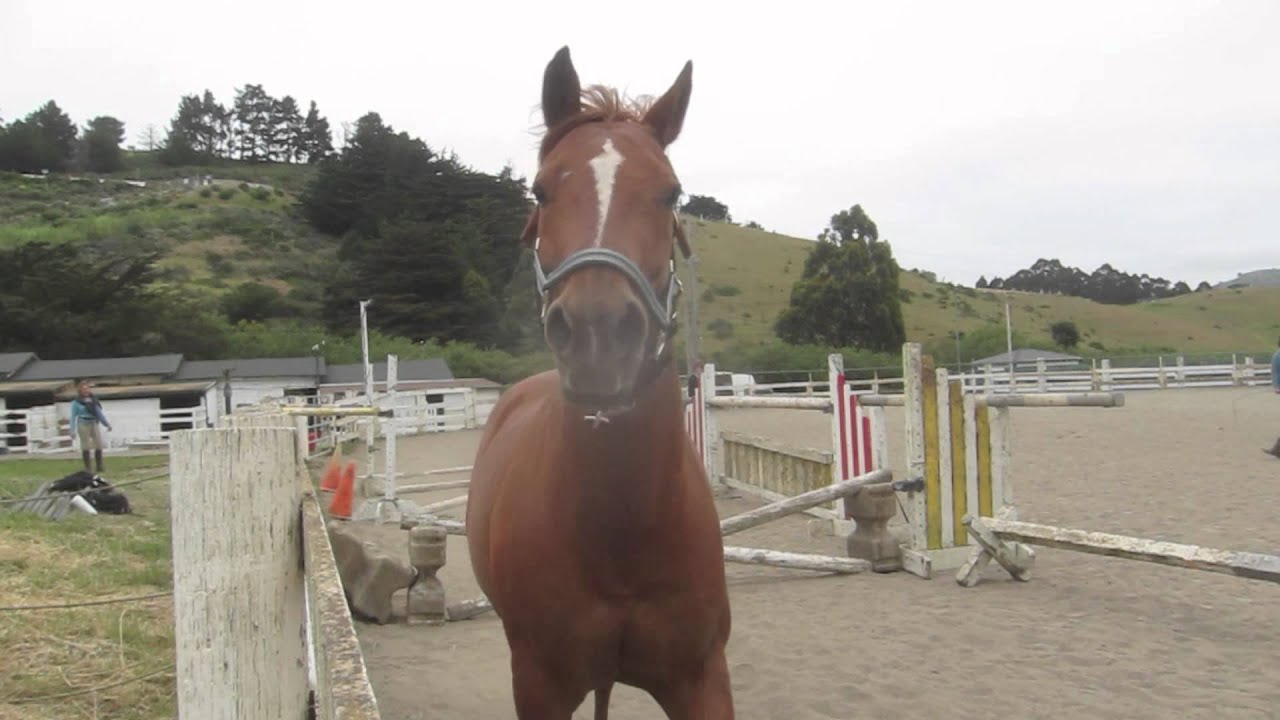 Free Jumping horses: Shooter