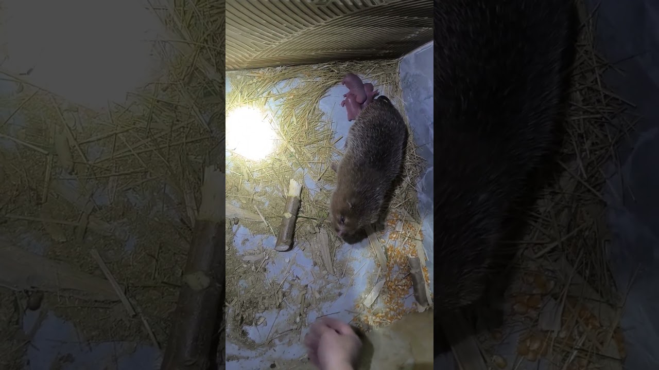 mouse breeding season 