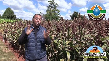 TRADITIONAL GRAINS ON PFUMVUDZA