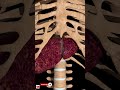 Liver Cirrhosis? How to Prevent Liver Damage#youtubeshorts #healthylifestyle