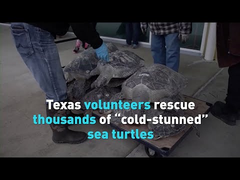 Texas volunteers rescue