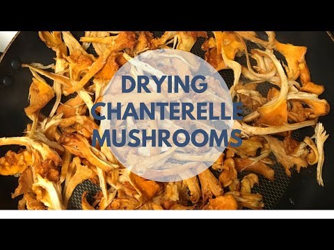 Video: Chanterelle ordinary: mushroom description, photo and drying tips