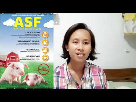 Tips Mencegah Virus ASF . Peternak babi Harus Tau. Ternak babi Ria&rsquo;s Farm