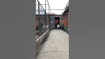 DOGO ARGENTINO 