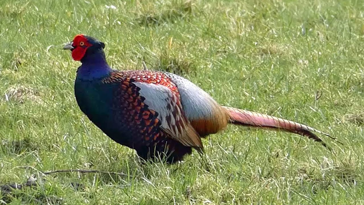 Green Pheasant (Phasianus versicolor) - YouTube