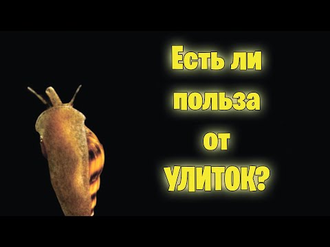 Полезны ли УЛИТКИ в аквариуме? - аквариумистика