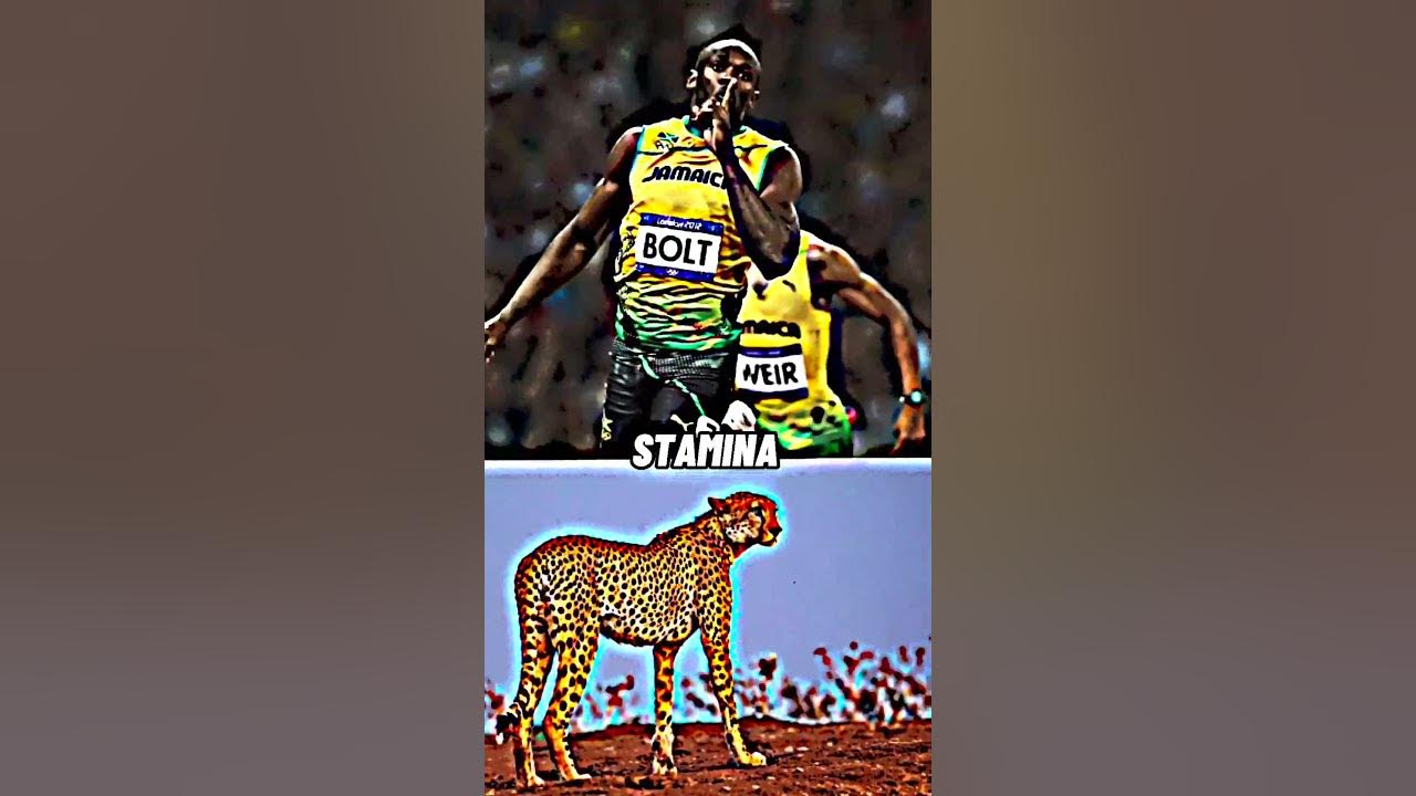 Cheetah vs Usain Bolt | battle #shorts - YouTube
