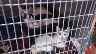 Cats found dumped in the Poconos