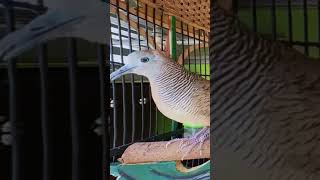 Zebra Dove call Bird sounds for relaxations ZD268 #birds #birdsounds  #birdsong #animal #zebradove