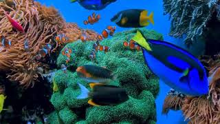 سفر موسيقي عبر عالم الأسماك: اكتشاف مذهل تحت الماء مزيج بين الصوت والجمال أنغام المحيط مغامرة