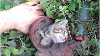 Street Kitten Is Blocked In A Rusty Metal Pipe