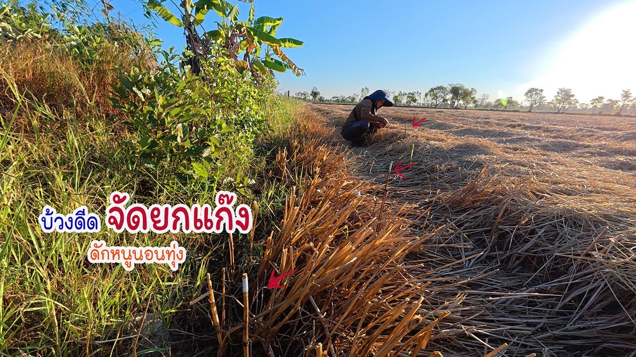 มื้อบ้วงดีดทำงานหมายเชียงขวัญ หาหนูนอนคืนกินข้าวทุ่ง