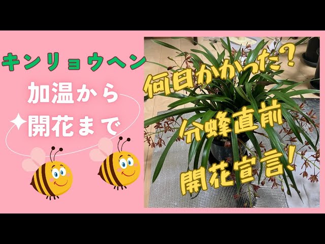 分蜂直前のみつばち蘭【加温から開花】までの軌跡 - YouTube