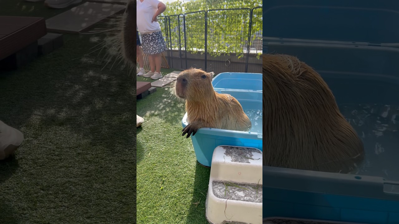 This is how I take a bath😌💅 #capybara #capybaracafe #cappiness #shinjuku #animalcafe
