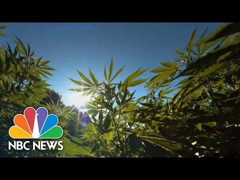 Recent York Is of the same opinion To Legalize Leisure Marijuana | NBC Data NOW thumbnail