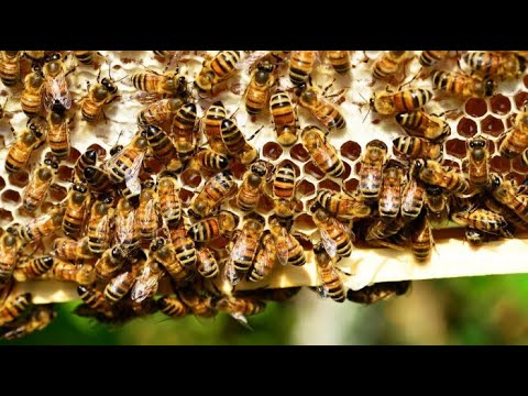 CARA BETERNAK LEBAH MADU - APIS MELLIFERA