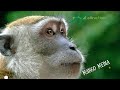 Mango media assosa monkey   natural attraction