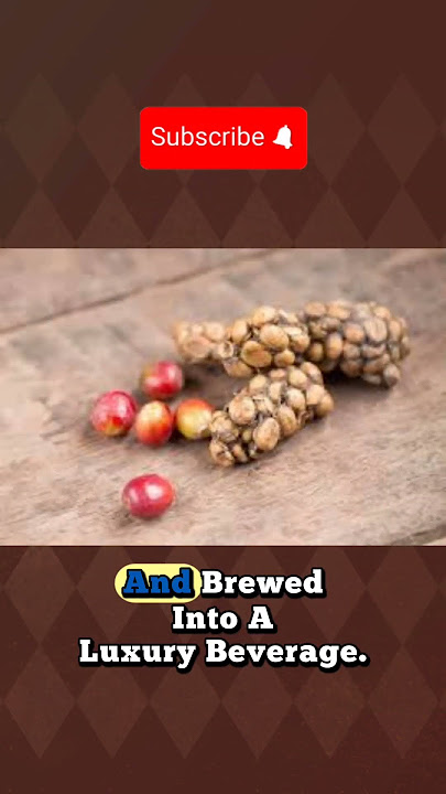 Fact: The most expensive coffee in the world involves a cat's digestive system. 😳 #didyouknow