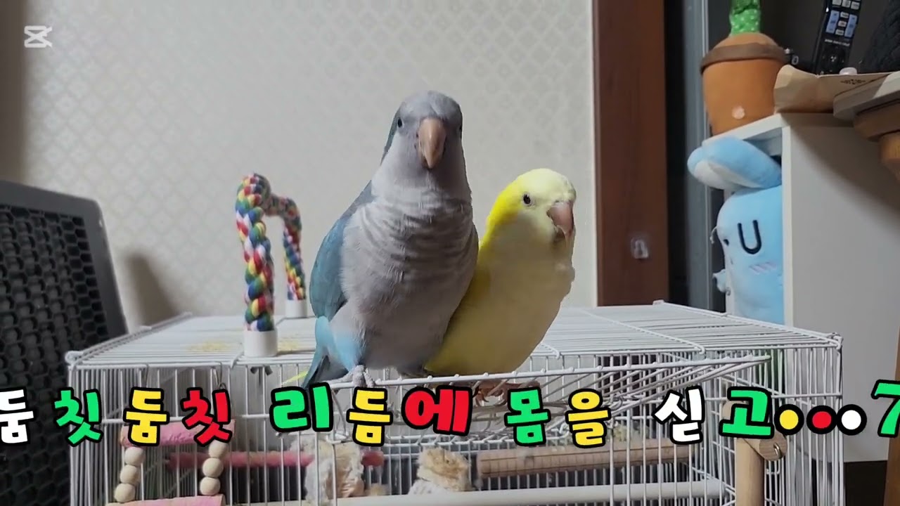 퀘이커 앵무새 바다와나나