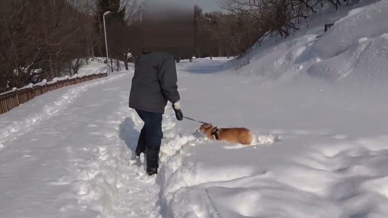 リクとまいは、公園内で遭難する！？