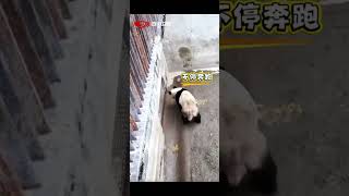 29.5.26 喬良與美美的相親實錄 #大熊貓 #大熊貓喬良 #大熊貓美美