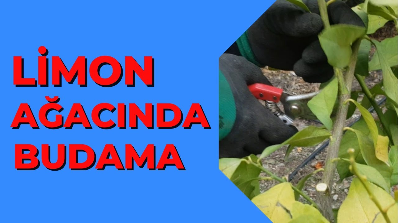 Limon Ağacı Budama İşlemi
