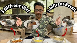 Raw Parrot Breeding Tips | Best Diet Raw Parrot  screenshot 5