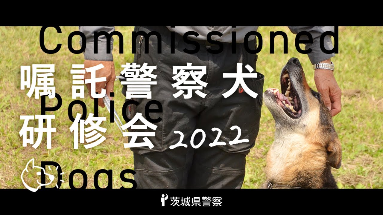 警察犬 嘱託警察犬研修会22 Police Dogs Youtube