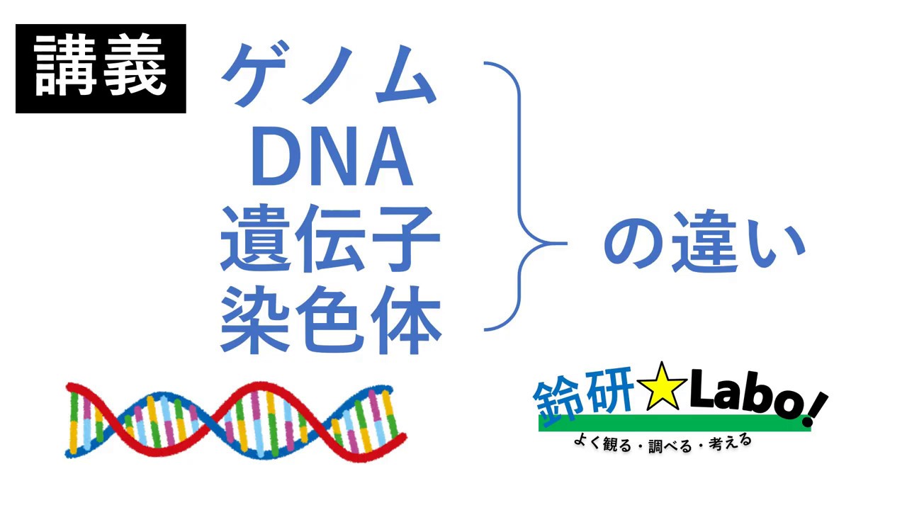 Dna 違い 染色体 「遺伝子」「DNA」「染色体」の関係と違いをわかりやすく解説！