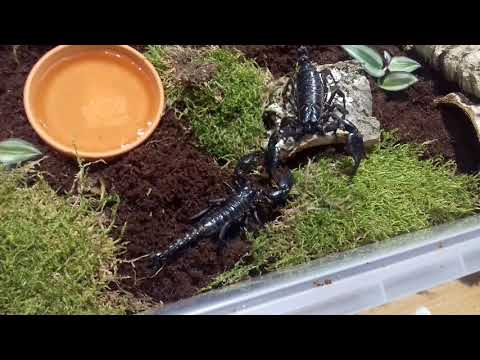 Wideo: Jak przyciągnąć człowieka ze skorpiona: 14 kroków (ze zdjęciami)