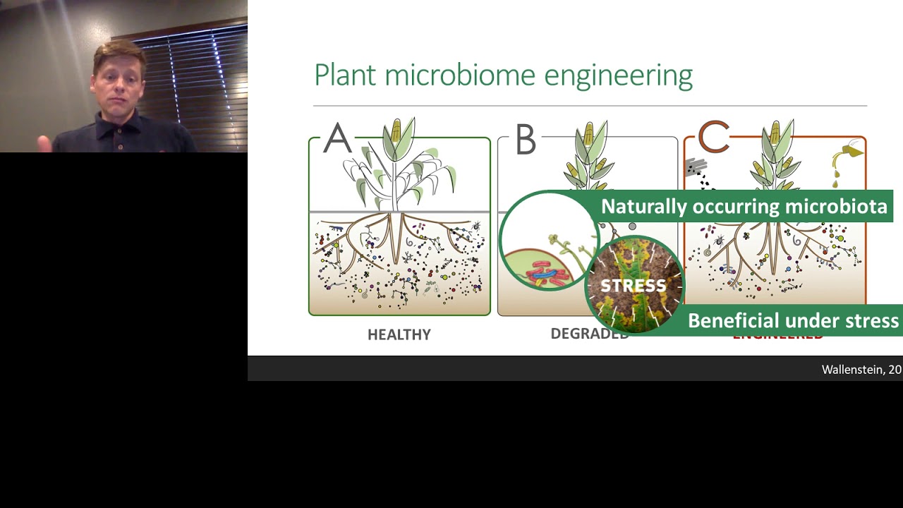Investigating the common bean microbiome