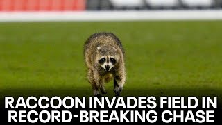 Inside the recordbreaking raccoon chase at Philadelphia Union game