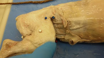 Fetal pig muscular system dissection