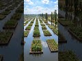 Las chinampas utilizadas en México para cultivar sobre canales de agua.