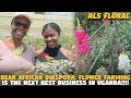 Dear African Diaspora: Flower Farming is The NEXT BEST Business in UGANDA!!!! (ALS FLORA FARM)