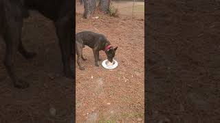 Mayhem Brn Of K9S Millie & Mayhem.