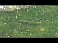 Wild Brown Trout rising in the River Tolka, Dublin city, Ireland