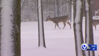 Celebrity DeWitt "deer dilemma": Your Stories Wealth