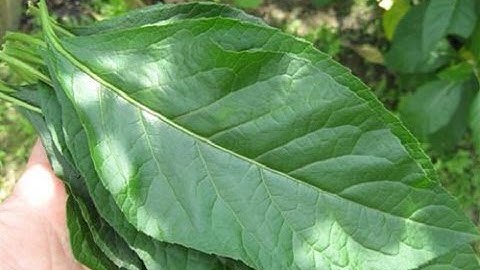 Uống Cây Mật Gấu Lại Bị Trụy Mạch, Tai Biến, Tàn Phế Suốt Đời – Bàng Hoàng Khi Biết Nguyên Nhân