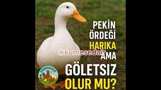 Pekin Ördeği ? Havuz Şartmı?