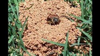 Pest Control in Woodstock Georgia - Digger Bees