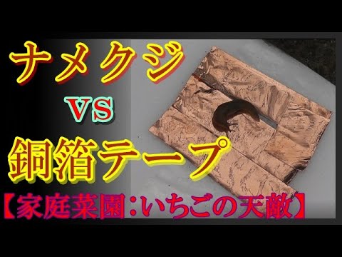 家庭菜園 Vsナメクジ いちご苗を守る銅対策は本当に効果があるのか Youtube