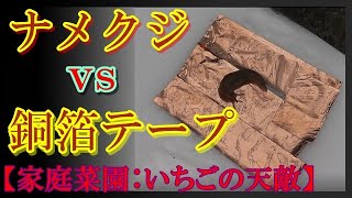 【家庭菜園】VSナメクジ！　いちご苗を守る銅対策は本当に効果があるのか？